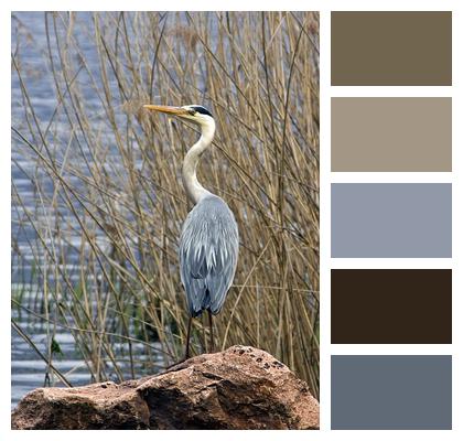 Gray Heron Ardea Cinerea Bird Image